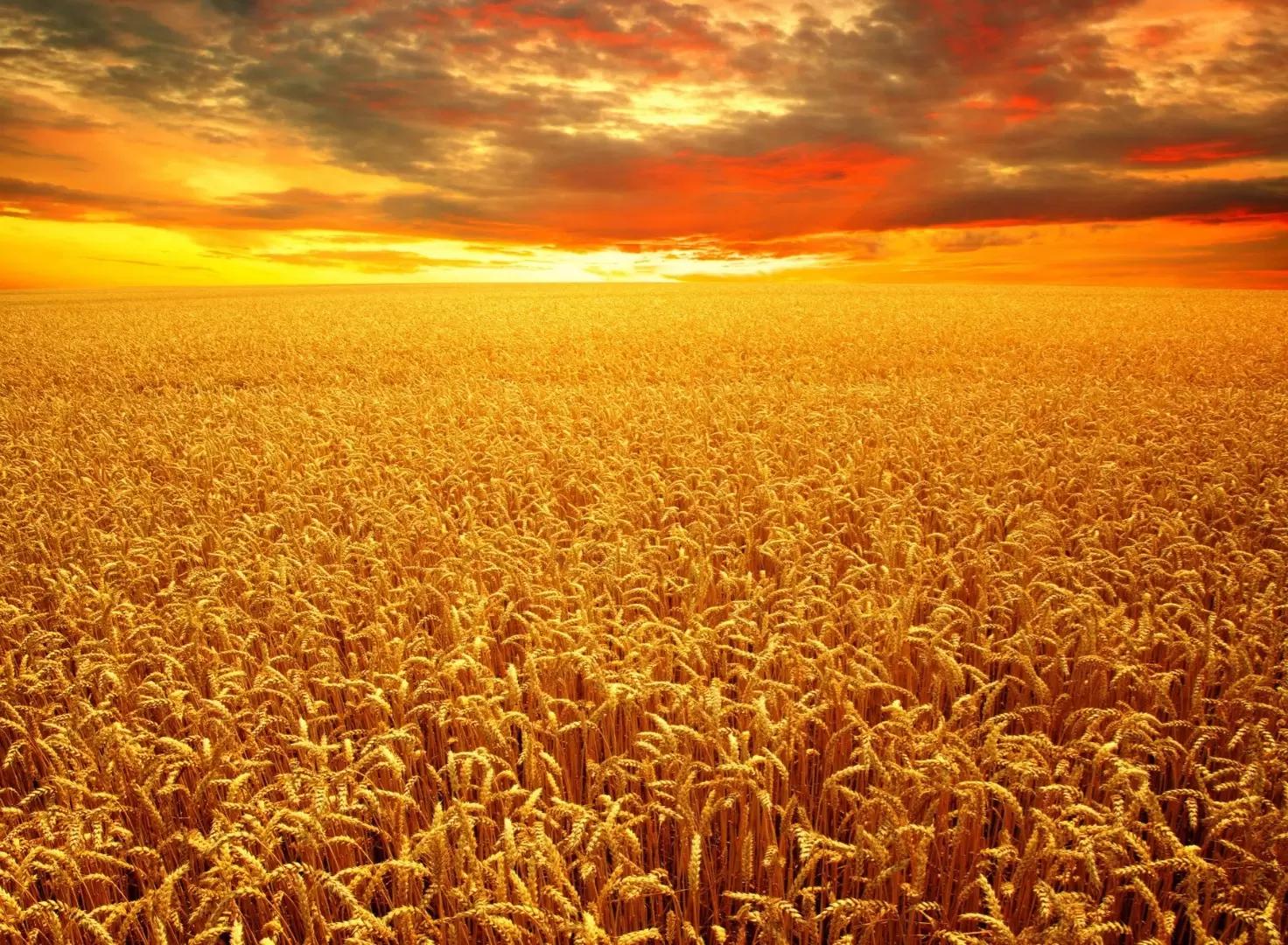 Фосфоритная мука производства Сирийской Арабской Республики (САР)