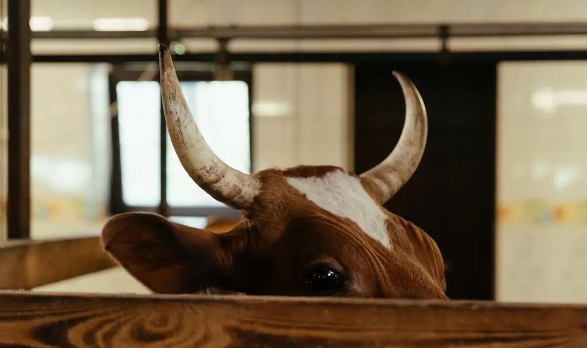 В Кабардино-Балкарии получили две тонны говядины от одного быка