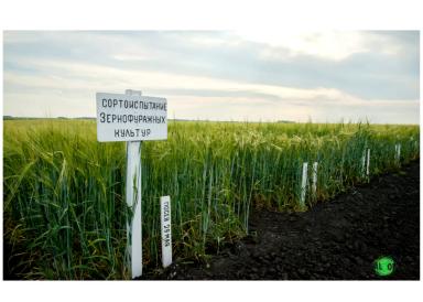 Испытание сортов ярового ячменя