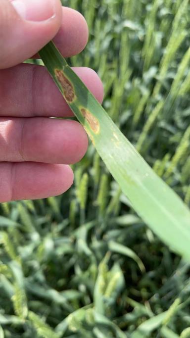 Агромониторинг