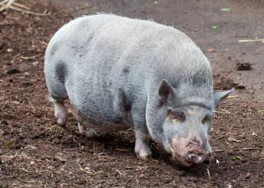 Туропольская порода свиней