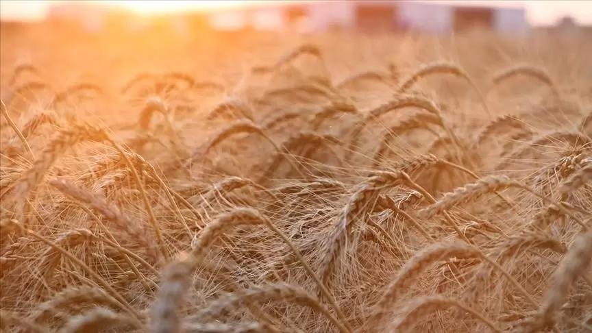 Экспортная пошлина на пшеницу из РФ с 31 августа снизится на 15,5%