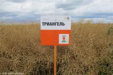 Триангель (TRIANGLE)