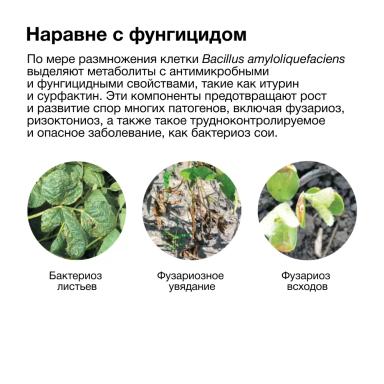 Одна бактерия хорошо, а две – лучше!