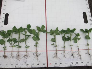 стимуляторы семян сои