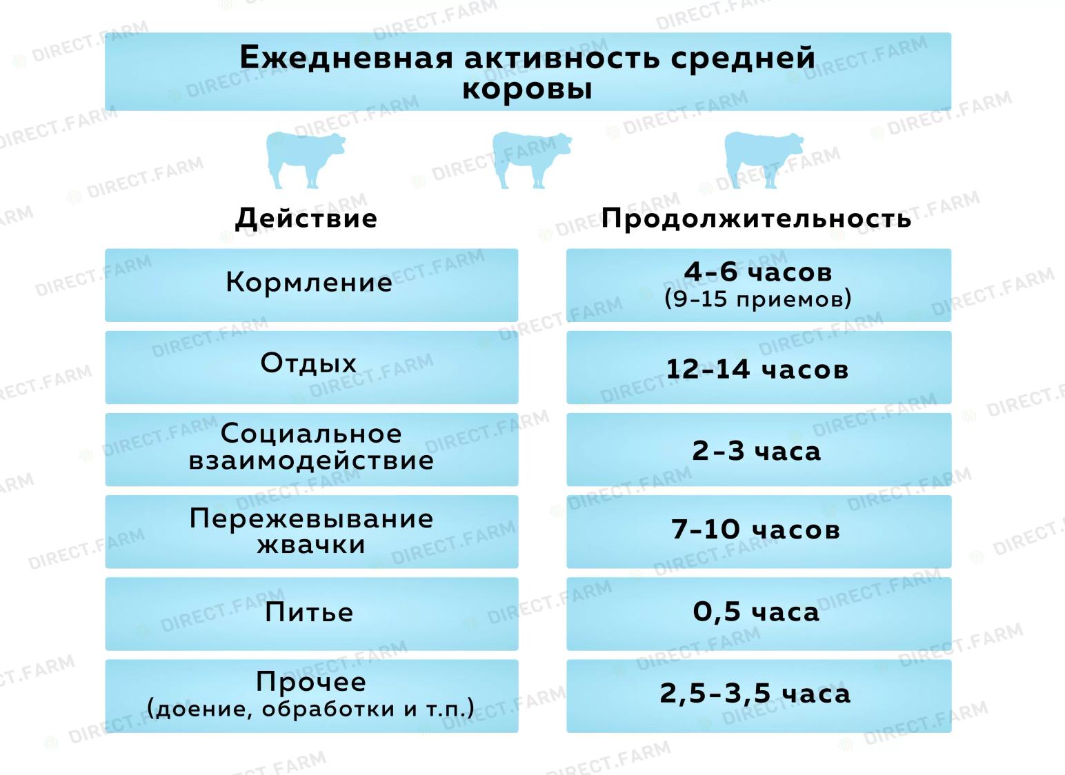 Активность коровы
