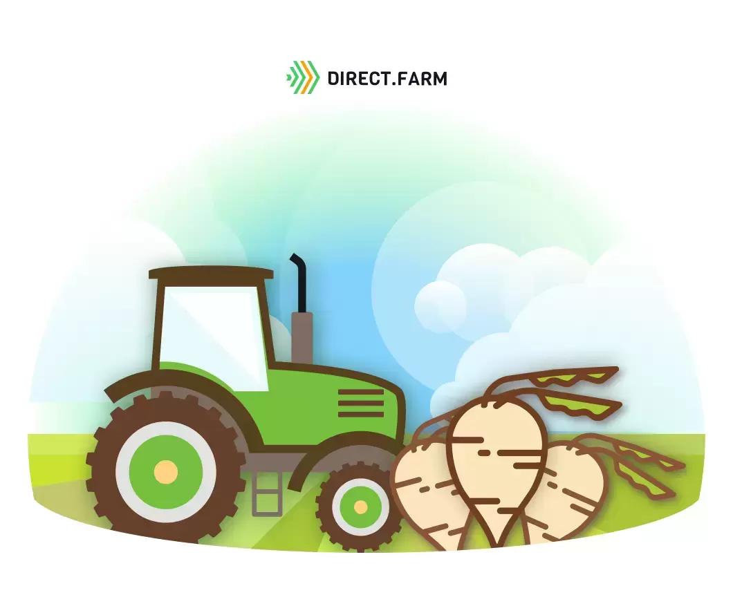 Уборка сахарной свеклы