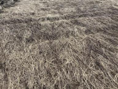 Как убрать золотарник?