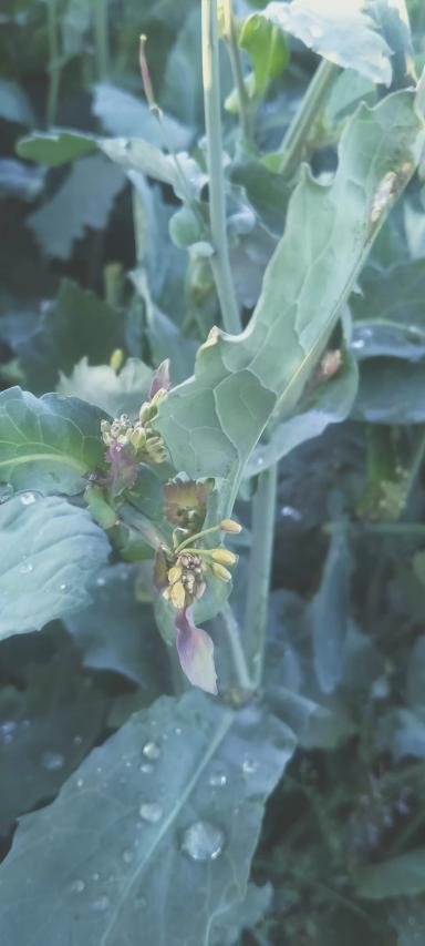 Что с рапсом?