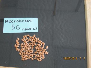 Склонность к прорастанию популярных сортов озимой пшеницы