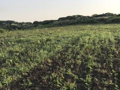 Нужна помощь специалиста: По подсолнечнику.