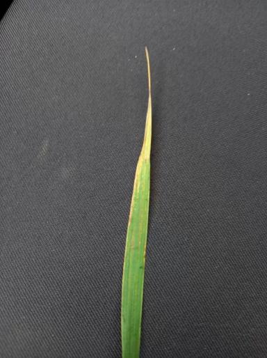 Подскажите, пожалуйста,что с озимой пшеницей?