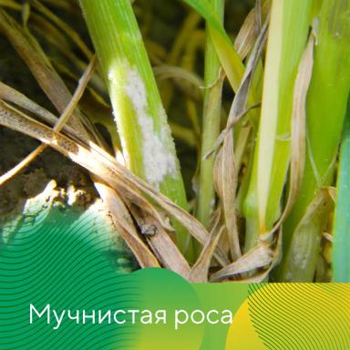 Весеннее развитие болезней на озимых на Ставрополье