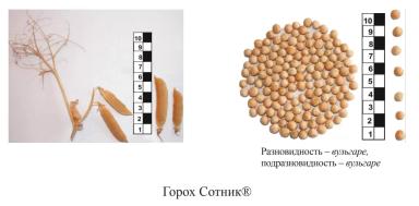 Горох Сотник