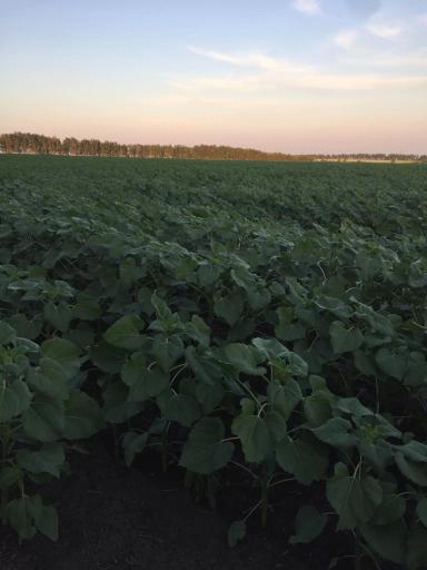 Санай сингента по системе ноу тил 