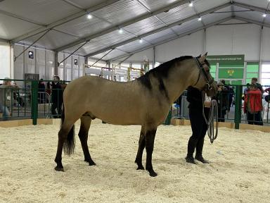 Золотая Осень 2021