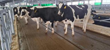 Hарезка бeтонных полов (Штроб/Канавки и текстурирование/фрезерование)