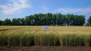 Собербаш сорт мягкой озимой пшеницы