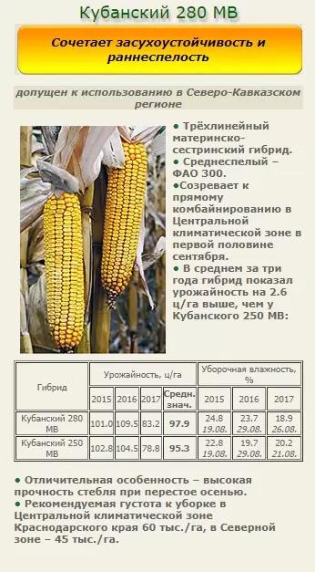 Кубанский 280 СВ - гибрид кукурузы ( Zea mays L.).