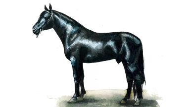 Новокиргизская порода лошадей