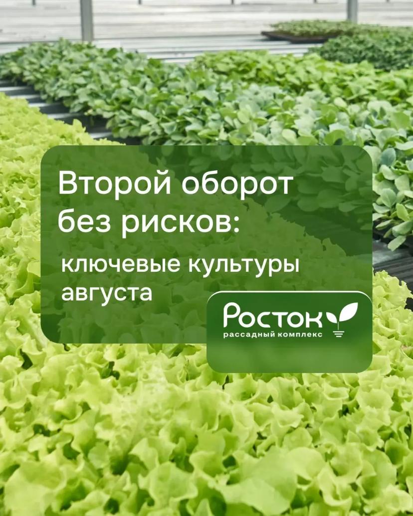 Августовский посев близко! Планируйте второй оборот уже сейчас.  Что сеять: