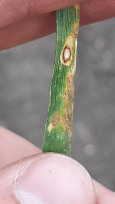 Помогите определить болезнь пшеницы