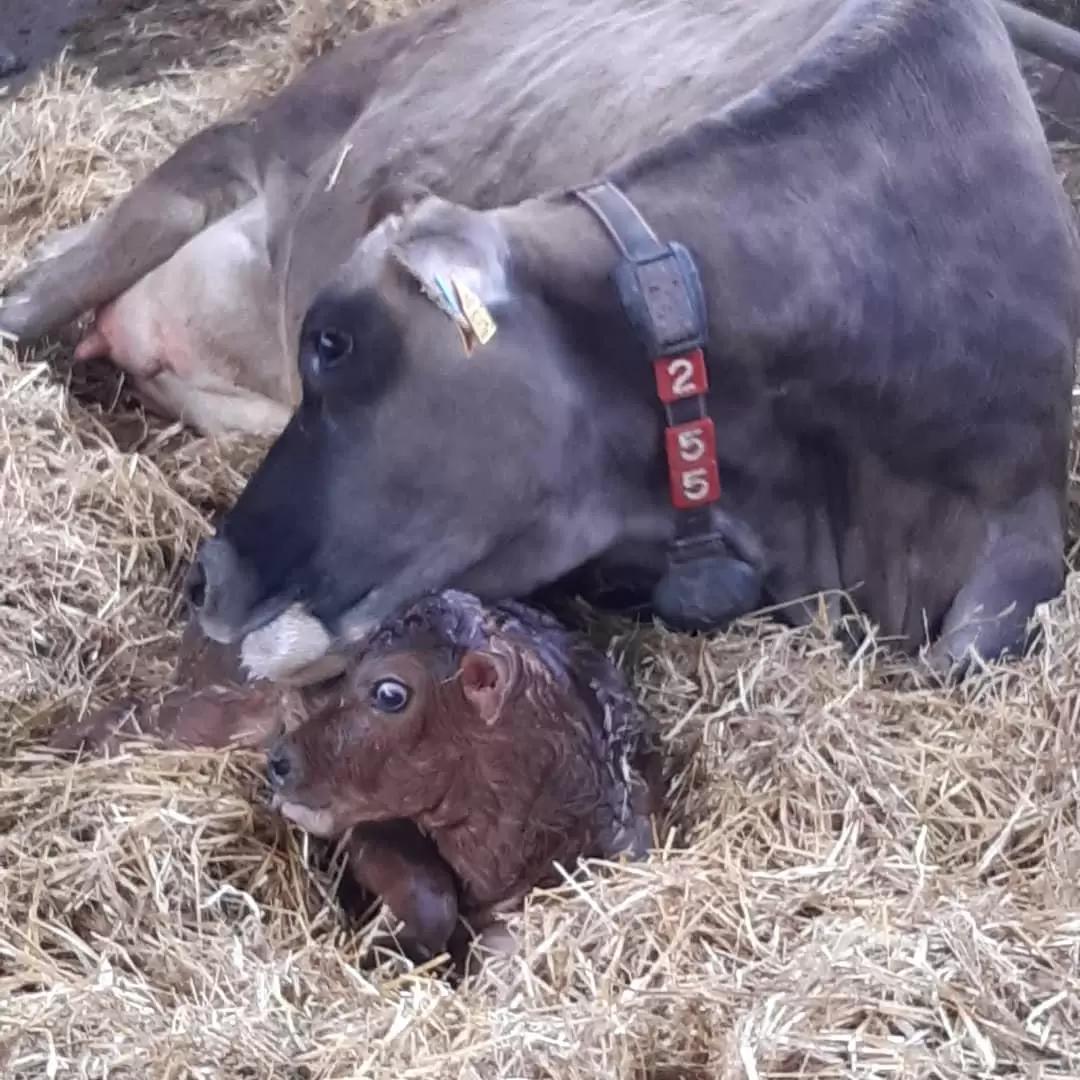 Отел. Золотые правила животновода.