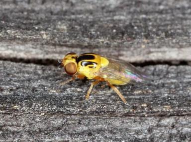 Зеленоглазка