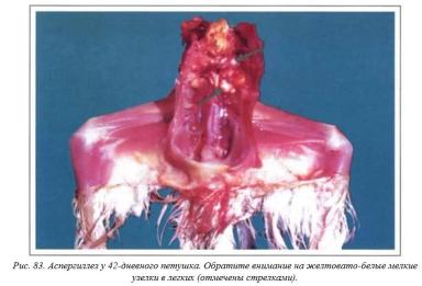 Вегад - Атлас болезней птицы. Ч. 16. Аспегиллез