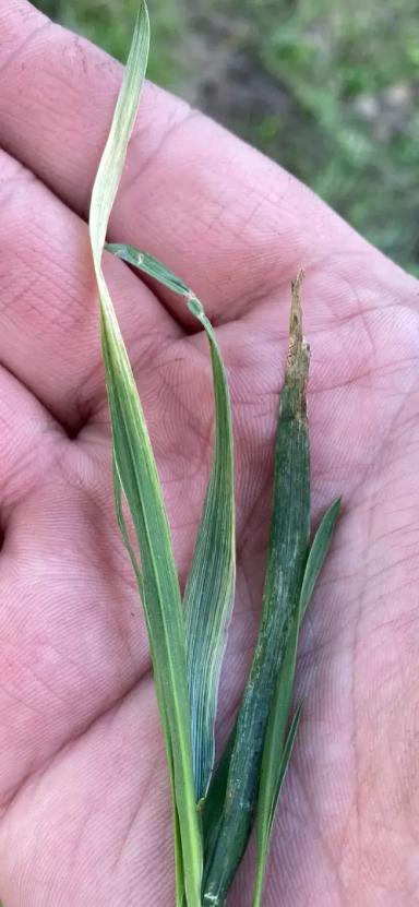 Чего не хватает озимой пшенице?