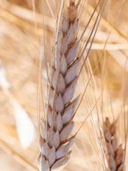 Яровая пшеница Шукшинка