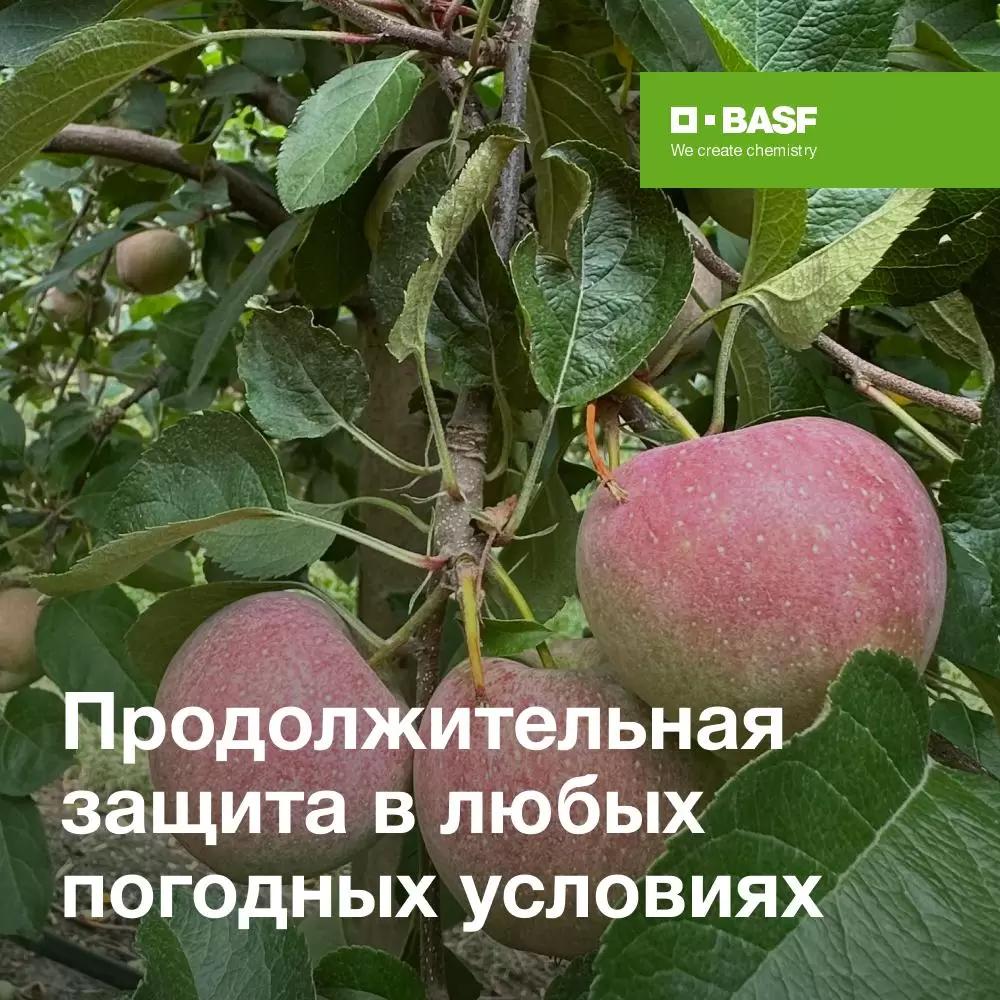 Сохранить урожай и его презентабельный вид