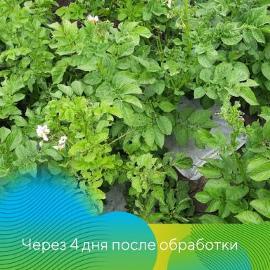 Скутум® против колорадского жука