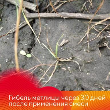 Эффективность гербицида Форкаст®