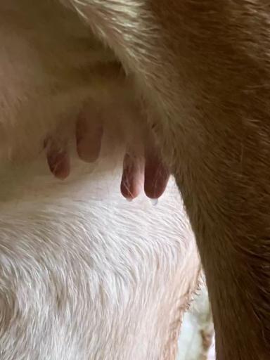 Вопросы из чатов: почему у телки подтекает из вымени?