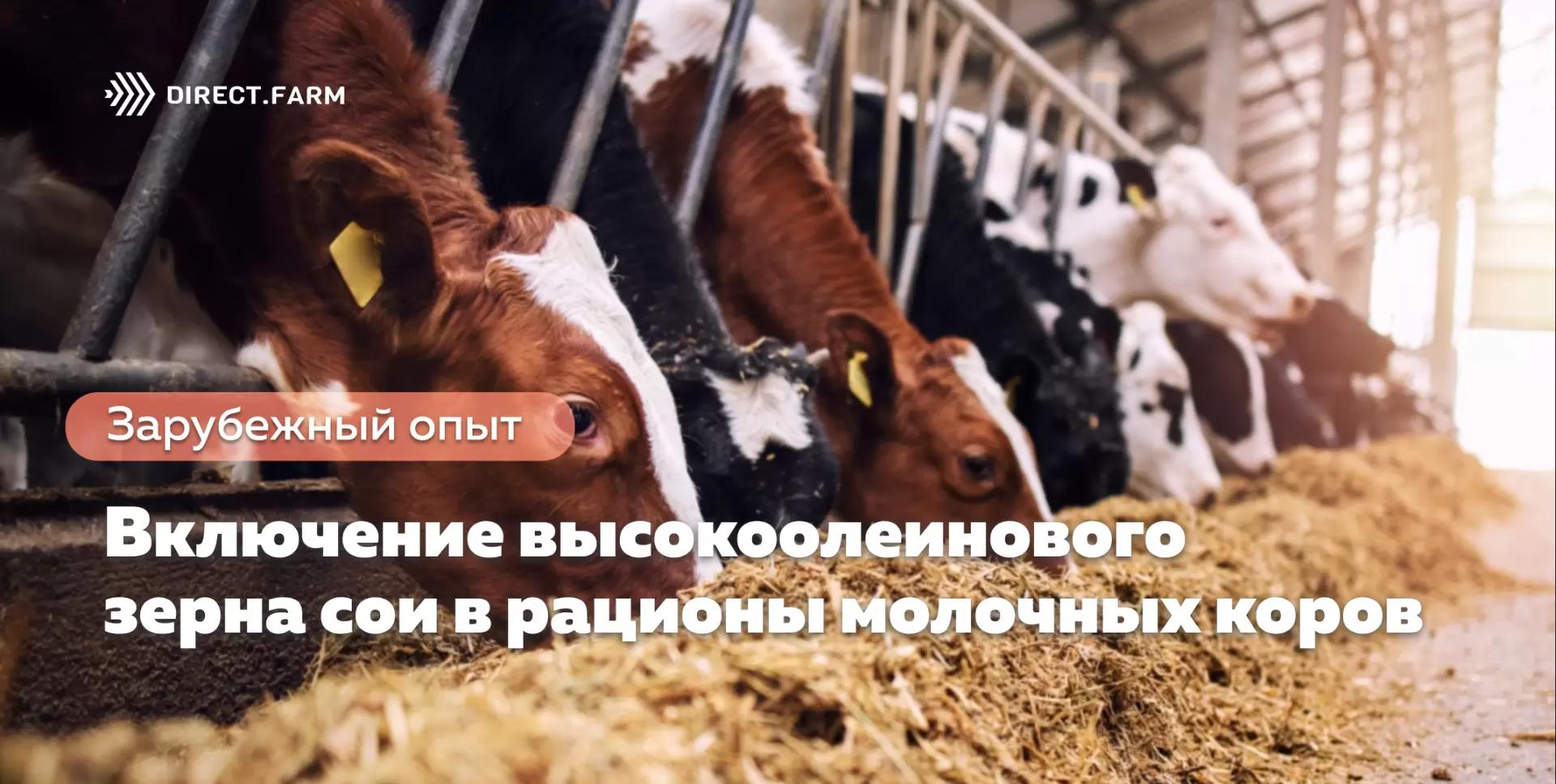Включение высокоолеинового зерна сои в рационы молочных коров