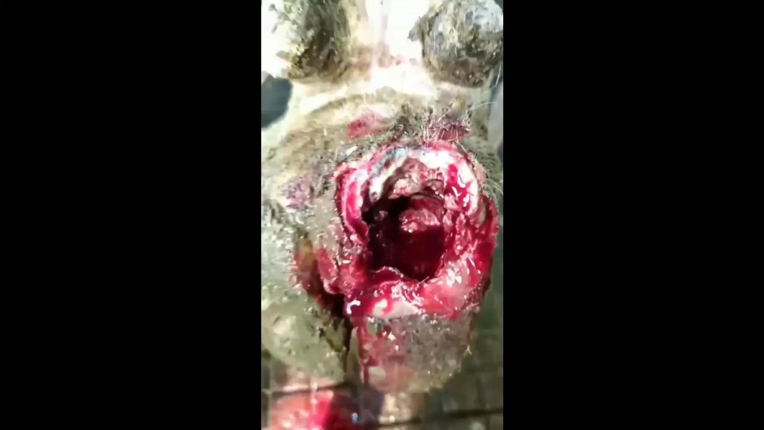 Флегмона мякиша