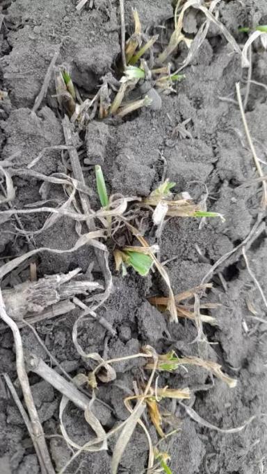 Пшеница озимая сорт Скипетр