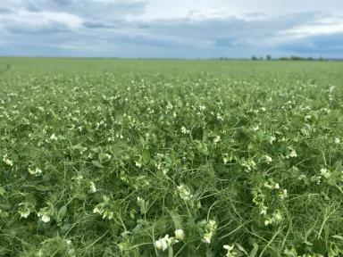 Нордман горох полевой