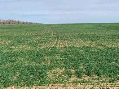 Восстановление посевов озимой пшеницы