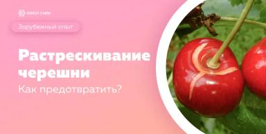 Растрескивание плодов черешни – как снизить его процент