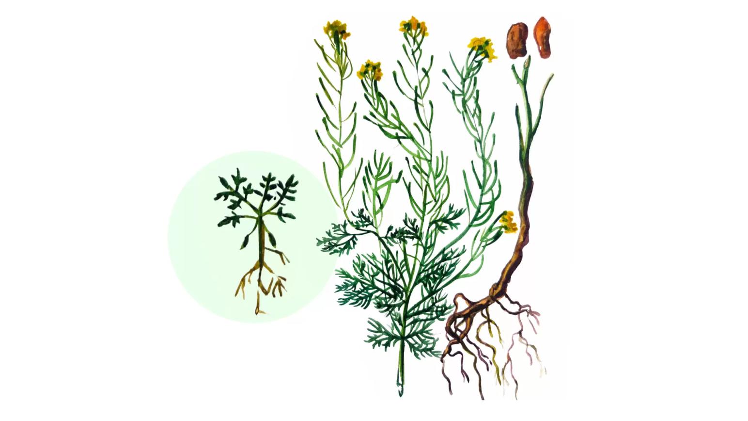 Дескурайния Софии