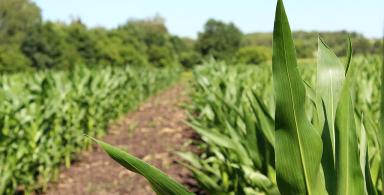 Правильный гибрид кукурузы — больший потенциал урожайности