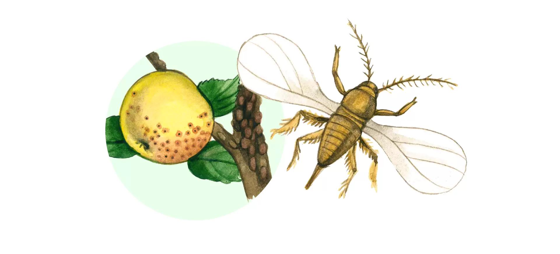 Калифорнийская щитовка