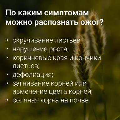 🔥 Топ-ошибок при внесении удобрений: как не навредить урожаю