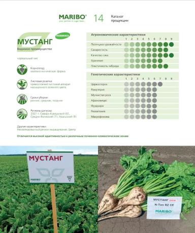 Мустанг