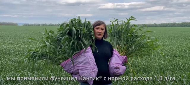 Об опасности прикорневых гнилей зерновых