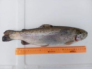 Форель порционная охлажденная