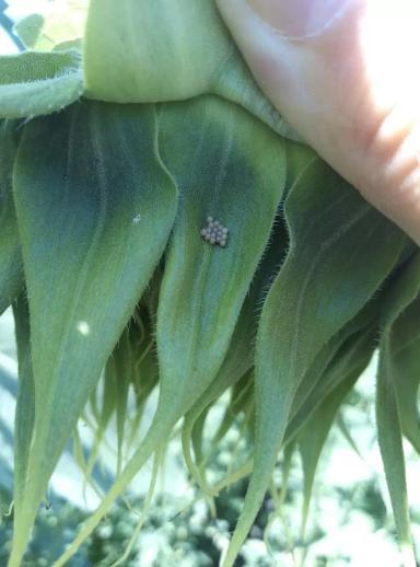 Внимание! Массовый лет Лугового мотылька