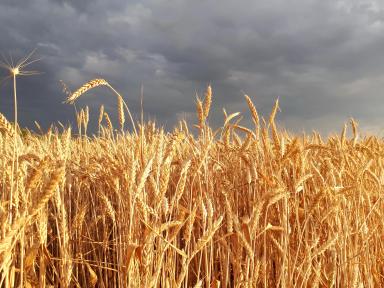 Влияние осадков на качество пшеницы.